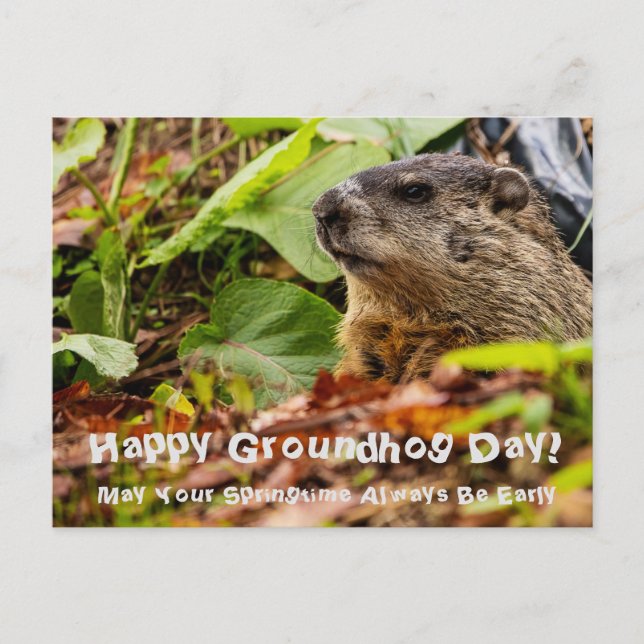Groundhog Springtime Postcard (Front)
