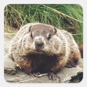 Groundhog Square Sticker