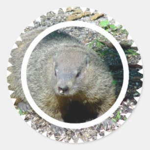 Groundhog Stickers