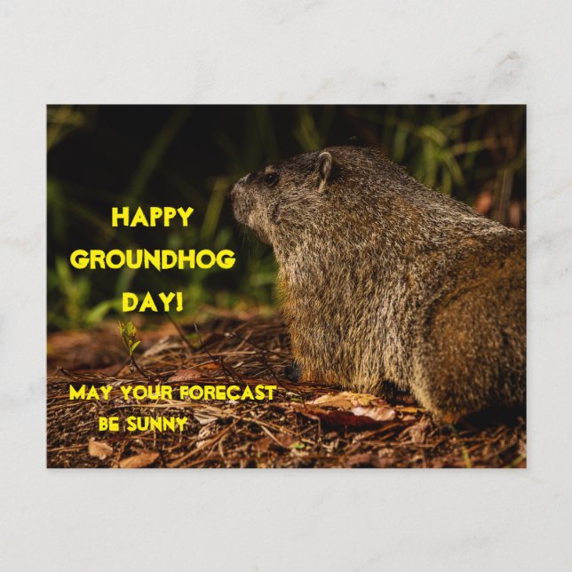 Groundhog  Sunny Postcard (Front)