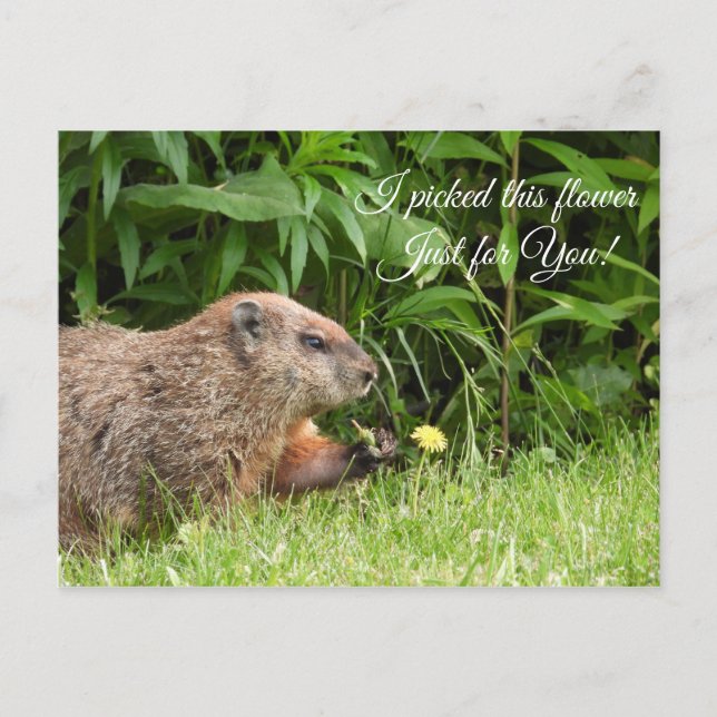 Groundhog/Woodchuck delivers flower Postcard (Front)