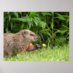 Groundhog / Woodchuck Holding a Dandelion Poster