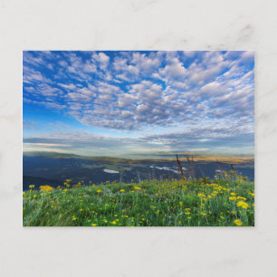 Groundsel Wildflowers in the Swan Range Postcard