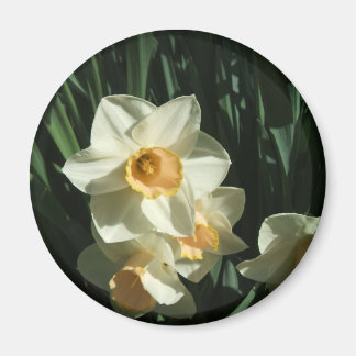 group1 054 Narcissus Magnet
