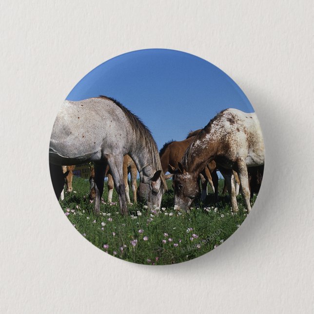 Group of Appaloosa Horses Grazing 6 Cm Round Badge (Front)