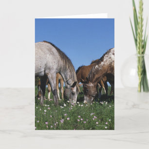 Group of Appaloosa Horses Grazing Card