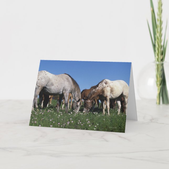 Group of Appaloosa Horses Grazing Card (Front)