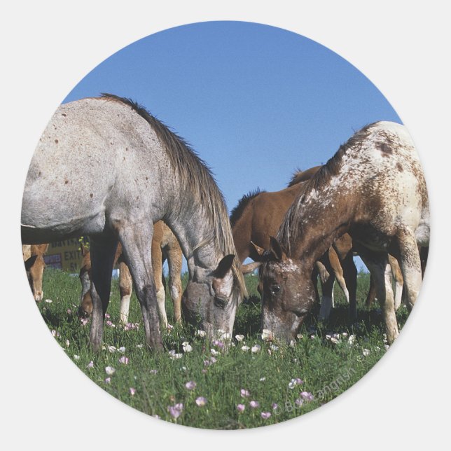 Group of Appaloosa Horses Grazing Classic Round Sticker (Front)
