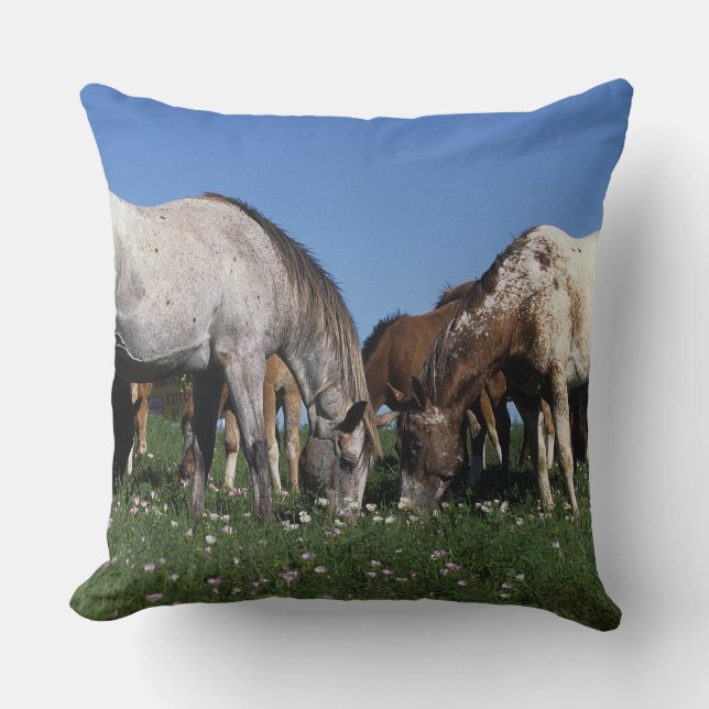 Group of Appaloosa Horses Grazing Cushion (Front)