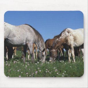 Group of Appaloosa Horses Grazing Mouse Mat