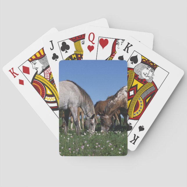 Group of Appaloosa Horses Grazing Playing Cards (Back)
