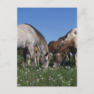 Group of Appaloosa Horses Grazing Postcard