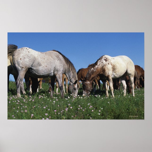 Group of Appaloosa Horses Grazing Poster (Front)
