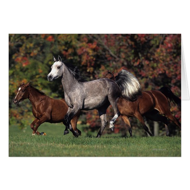 Group of Arab Horses Running (Front Horizontal)