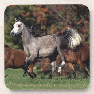 Group of Arab Horses Running Coaster