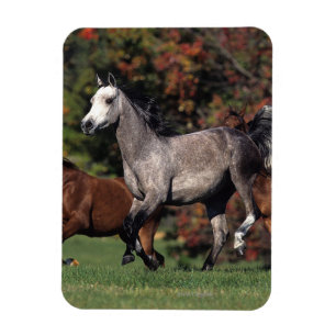 Group of Arab Horses Running Magnet