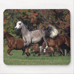Group of Arab Horses Running Mouse Mat