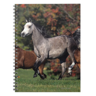 Group of Arab Horses Running Notebook
