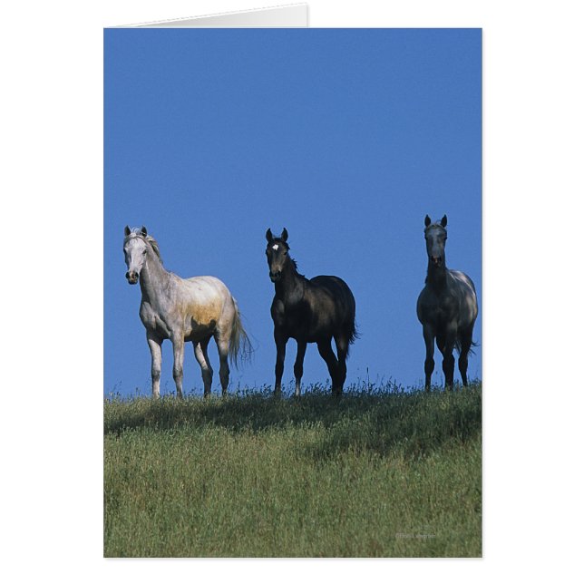 Group of Arabs (Front)