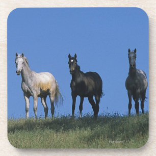 Group of Arabs Coaster