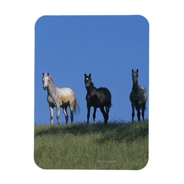 Group of Arabs Magnet (Vertical)