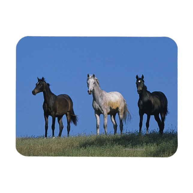 Group of Arabs Magnet (Horizontal)