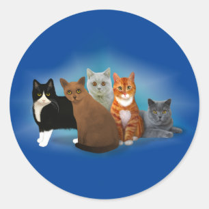 Group of Beautiful Cats for Cat Lovers Stickers