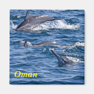 Group of bottlenose dolphins - Oman Magnet