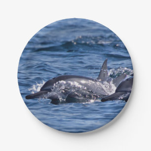Group of bottlenose dolphins paper plate