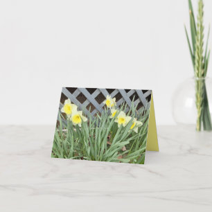 Group of Daffodils  Card