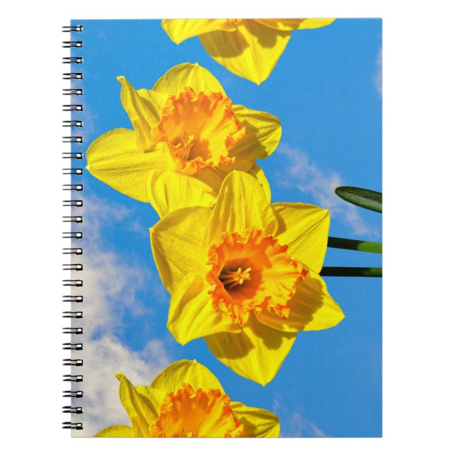 Group of Daffodils Gold Medal flowers Notebook (Front)