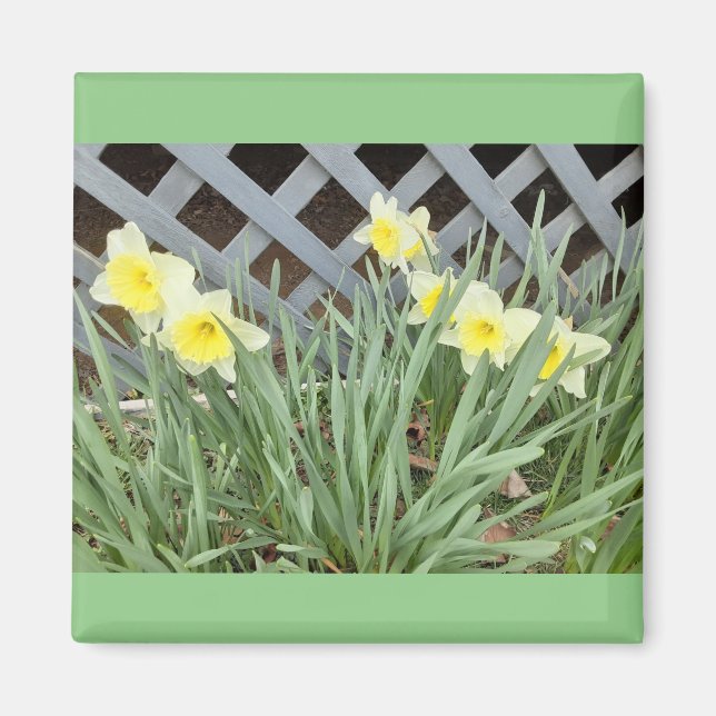 Group of Daffodils Magnet (Front)