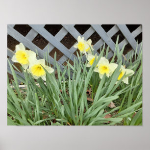 Group of Daffodils Poster