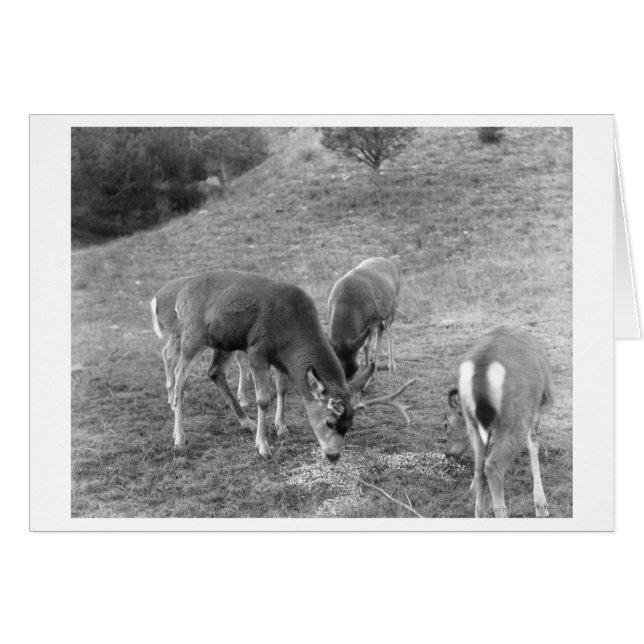 Group of Deer at Hot Springs Photograph (Front Horizontal)