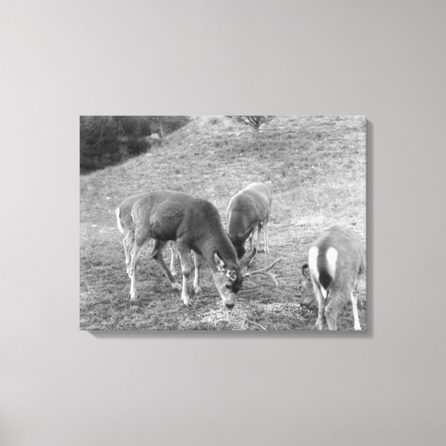 Group of Deer at Hot Springs Photograph Canvas Print (Front)