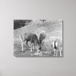 Group of Deer at Hot Springs Photograph Canvas Print