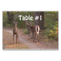 Group of Deer