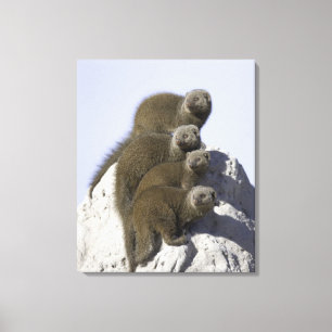 Group of Dwarf Mongoose on a Termite Mound in Canvas Print