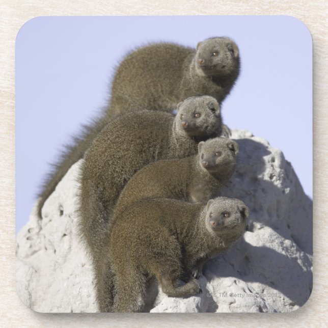 Group of Dwarf Mongoose on a Termite Mound in Coaster (Front)