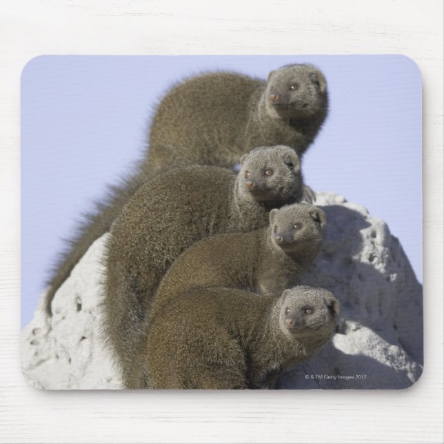 Group of Dwarf Mongoose on a Termite Mound in Mouse Mat (Front)