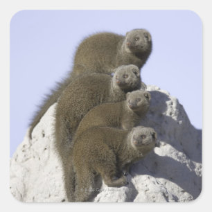 Group of Dwarf Mongoose on a Termite Mound in Square Sticker