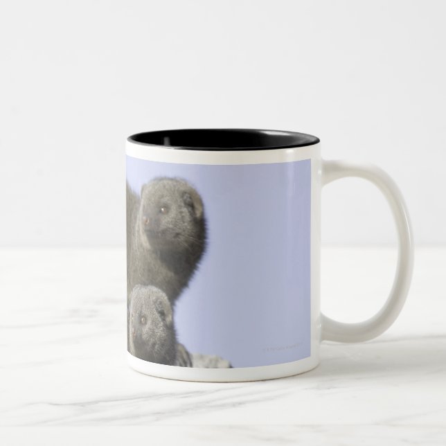 Group of Dwarf Mongoose on a Termite Mound in Two-Tone Coffee Mug (Right)