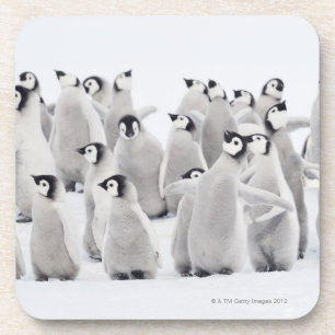 Group of Emperor penguins (Aptenodytes forsteri) Coaster