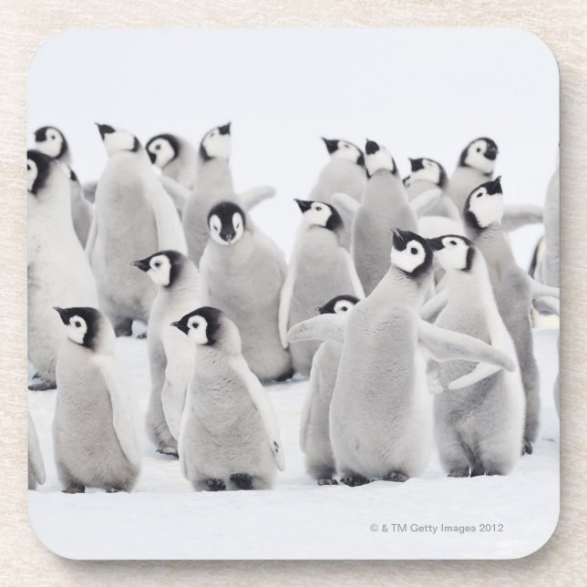 Group of Emperor penguins (Aptenodytes forsteri) Coaster (Front)