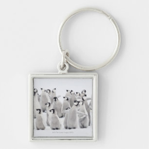 Group of Emperor penguins (Aptenodytes forsteri) Key Ring
