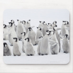 Group of Emperor penguins (Aptenodytes forsteri) Mouse Mat
