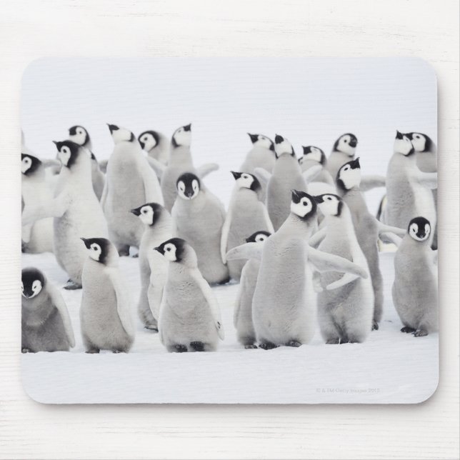 Group of Emperor penguins (Aptenodytes forsteri) Mouse Mat (Front)