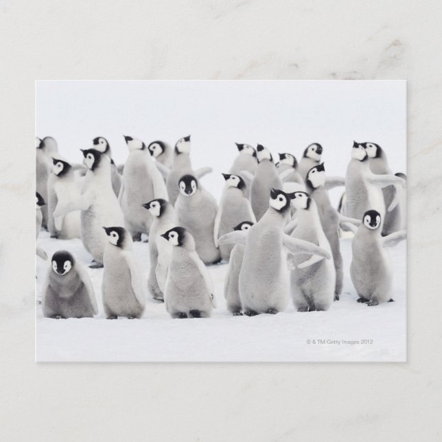 Group of Emperor penguins (Aptenodytes forsteri) Postcard (Front)