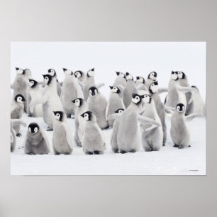 Group of Emperor penguins (Aptenodytes forsteri) Poster