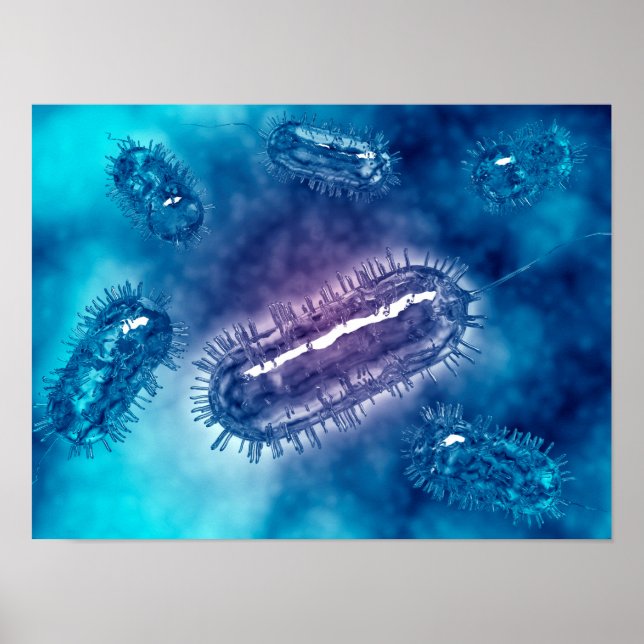 Group Of Escherichia Coli Bacteria Cells 1 Poster (Front)